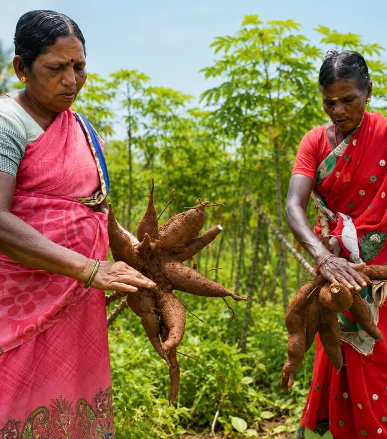 Liquid fermented organic manure in Coimbatore